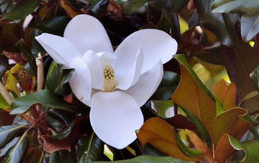 Magnolia Photograph by Eileen Brymer
