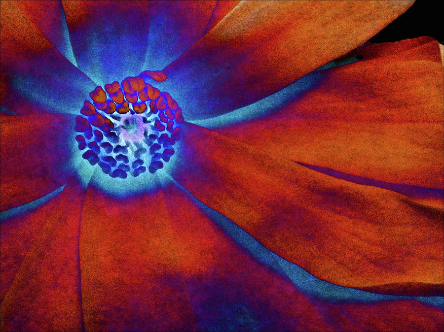 Tomato Photograph - Magnolia Electric by Susan Maxwell Schmidt