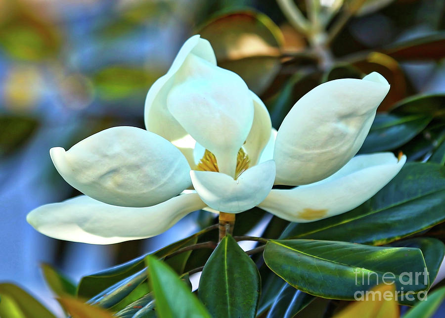 Magnolia Elegance Photograph by Carol Groenen