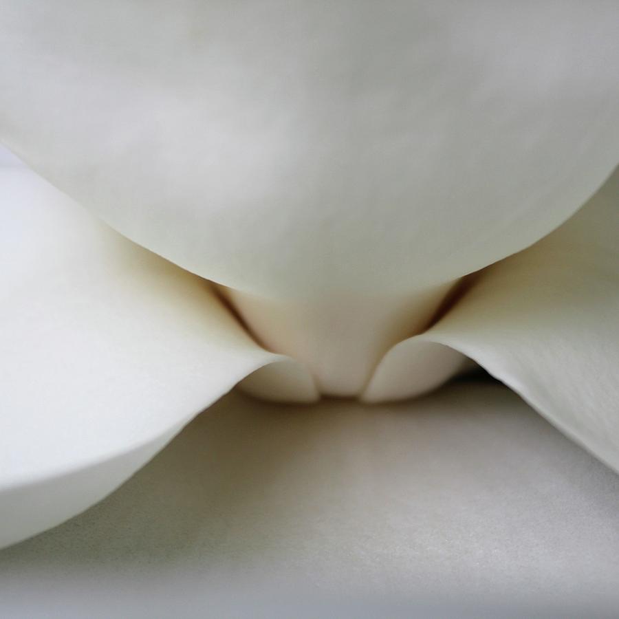 Magnolia Elegance Photograph by M E