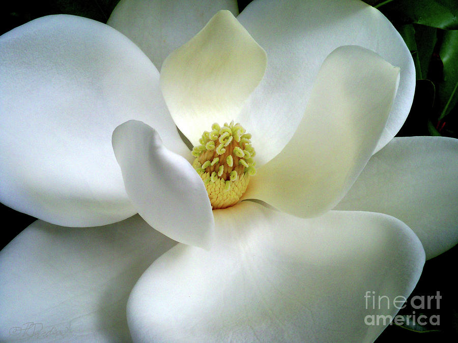 Magnolia Elegance Photograph by Pat Davidson