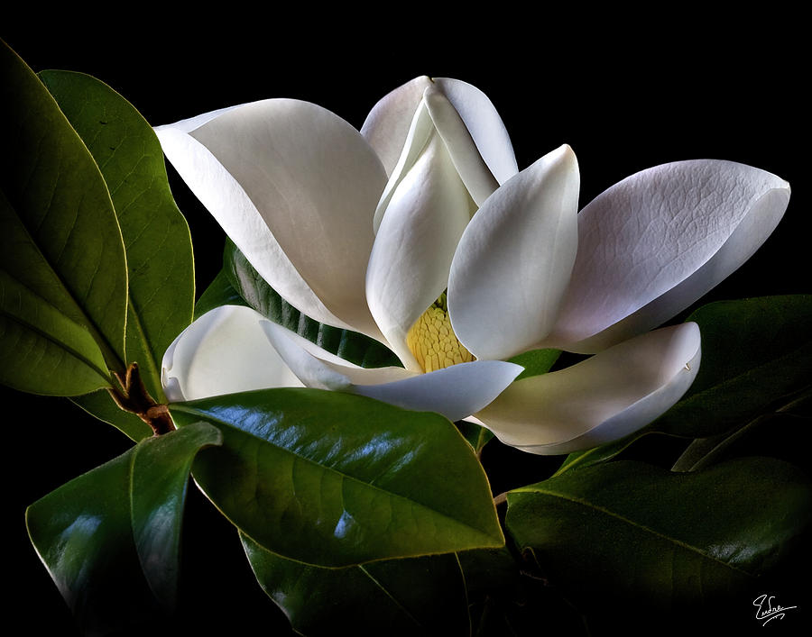 Magnolia Photograph by Endre Balogh