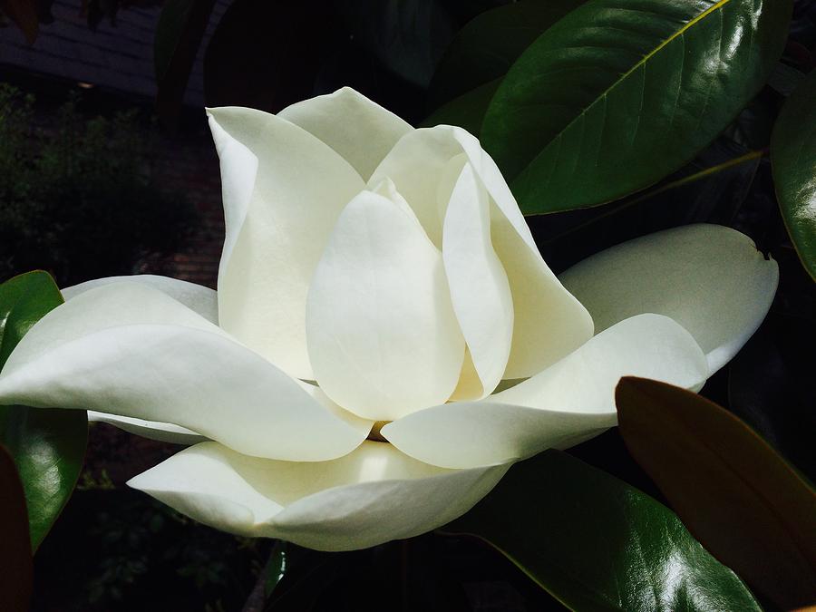 Magnolia Photograph by Eric Suchman