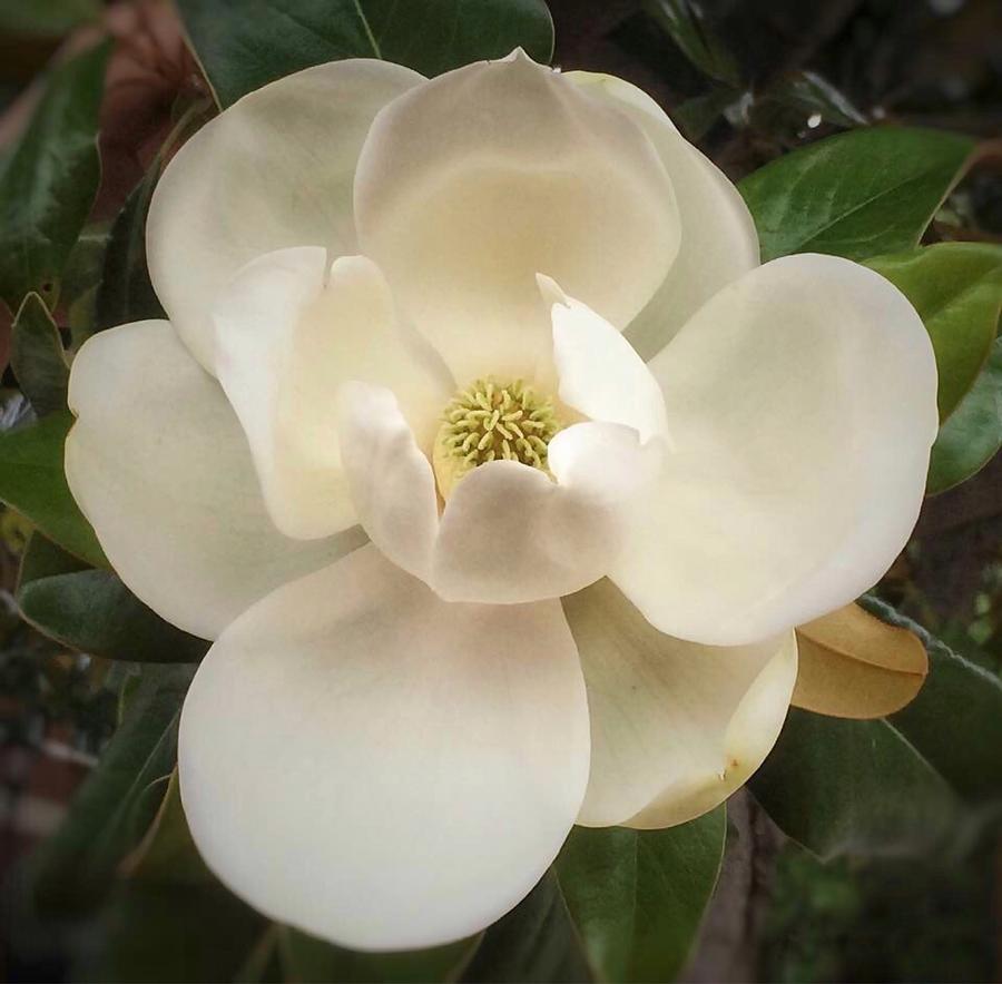 Magnolia Essence Photograph by Doris Aguirre