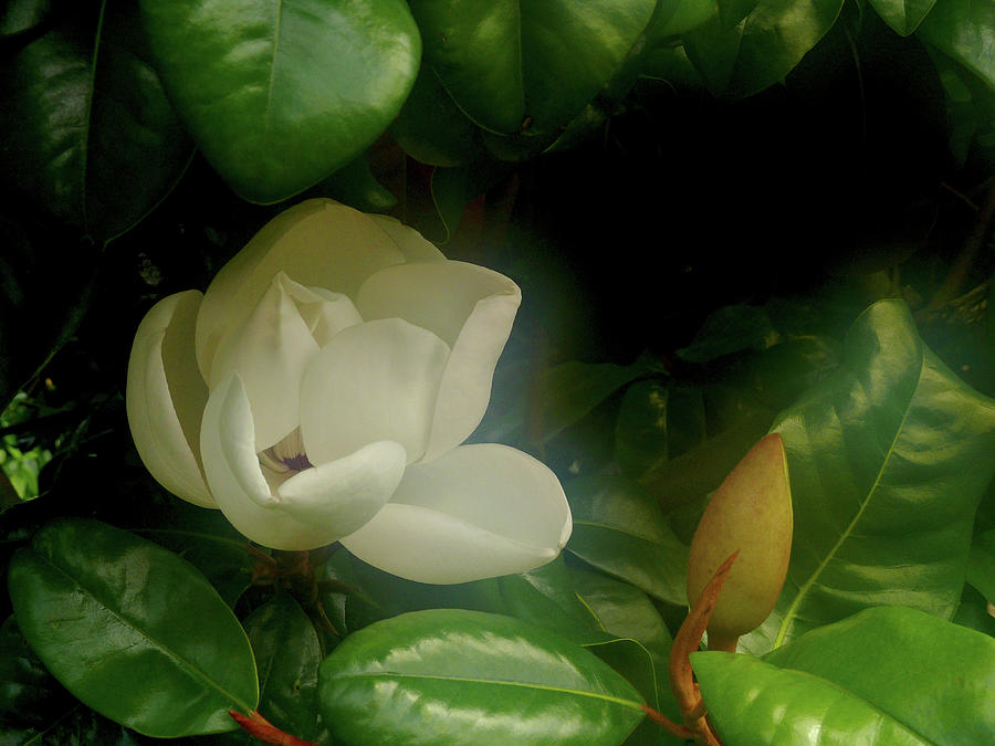 Magnolia Photograph by Evelyn Tambour