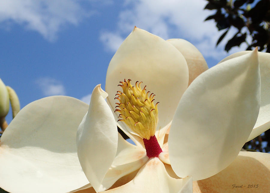 Magnolia Movie Photograph - Magnolia Blossom by Farol Tomson
