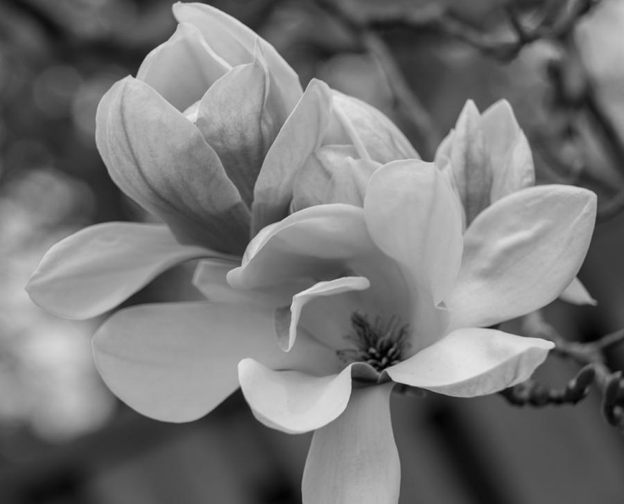 Flowers Still Life Photograph - Magnolia Flower 1 by Olga Photography