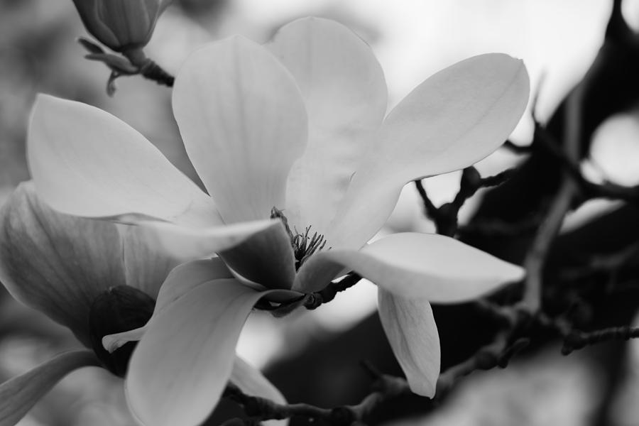 Flowers Still Life Photograph - Magnolia Flower 2 by Olga Photography