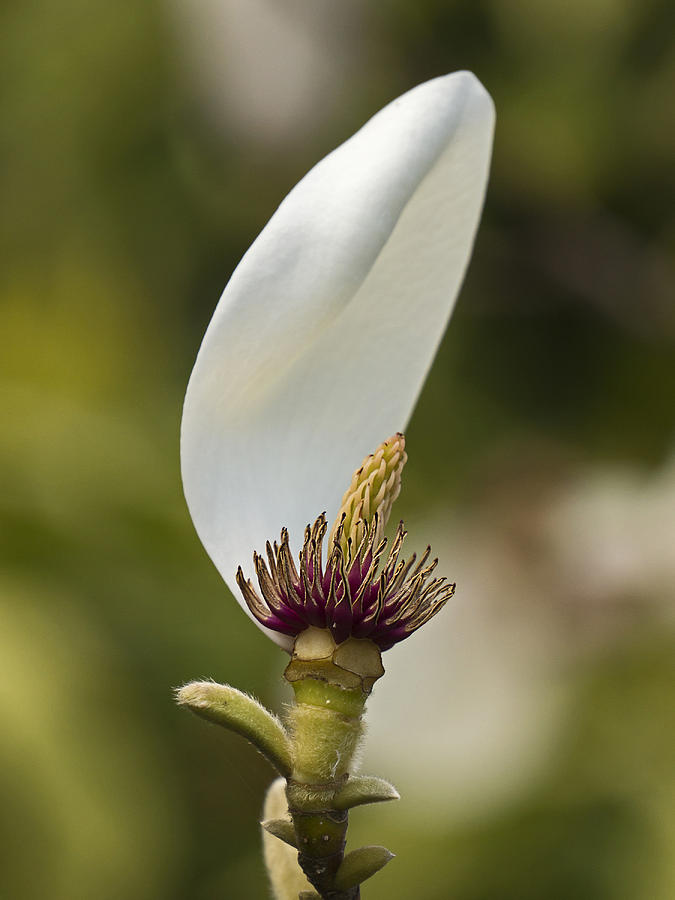 Magnolia Flower - 365-22 Photograph by Inge Riis McDonald