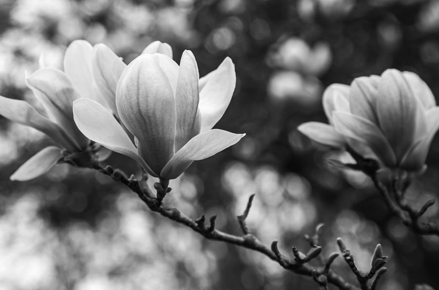 Flowers Still Life Photograph - Magnolia Tree by Olga Photography