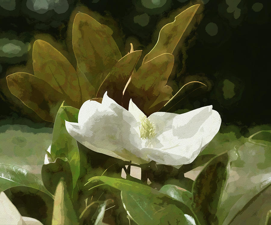 Magnolia Flower Abstract I  Digital Art by Linda Brody