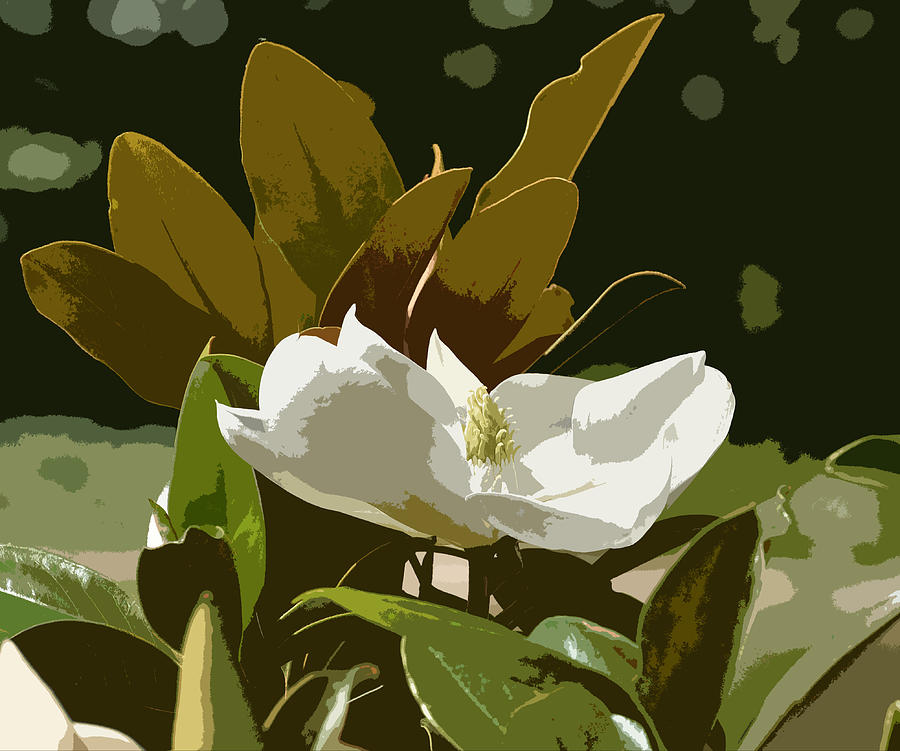 Magnolia Flower Abstract Digital Art by Linda Brody