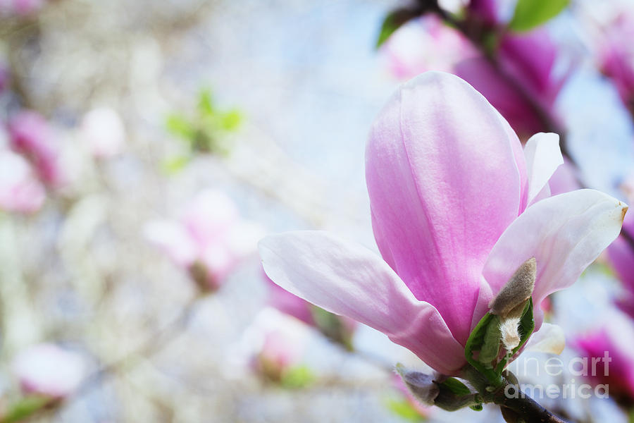 Magnolia Flower Photograph by Anastasy Yarmolovich