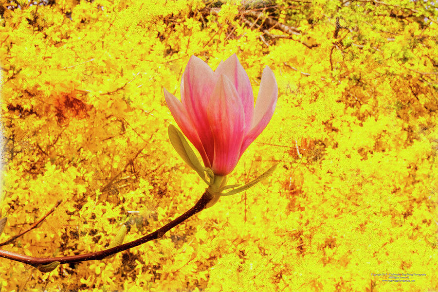 Magnolia Movie Digital Art - Magnolia Flower by Christopher Eng-Wong