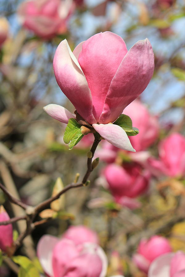 Magnolia flower Photograph by Elenarts - Elena Duvernay photo