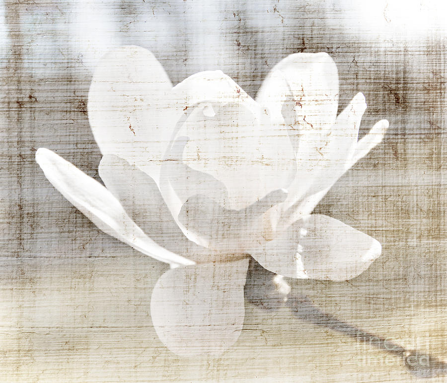 Magnolia flower Photograph by Elena Elisseeva