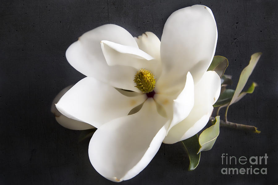 Magnolia flower Photograph by Elena Nosyreva