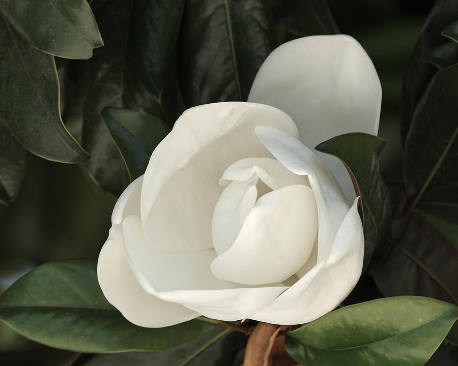 Magnolia Flower Photograph by Ernest Echols