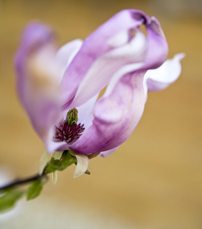 Flower Photograph - Magnolia flower by Frank Tschakert