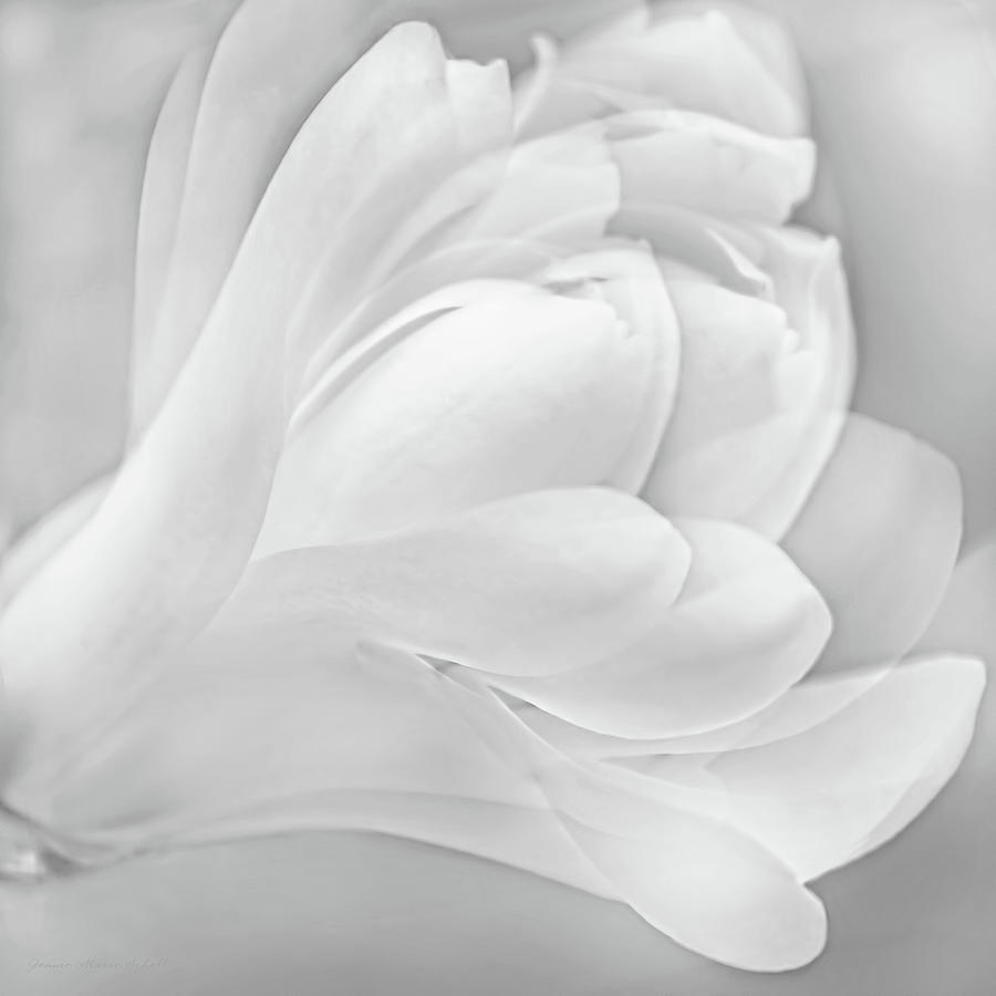 Magnolia Flower Gray Photograph by Jennie Marie Schell