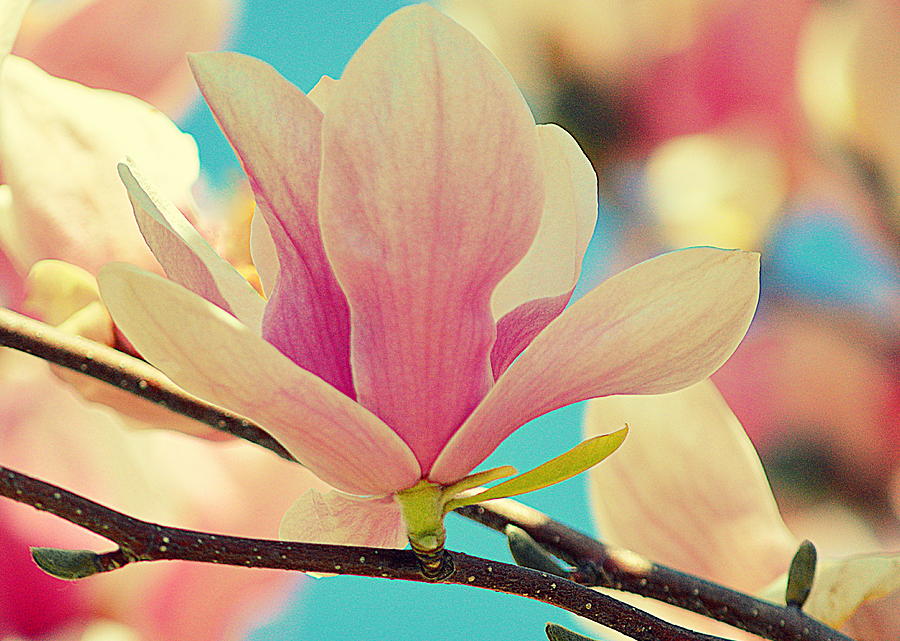 Magnolia Flower I Photograph by Joan Han