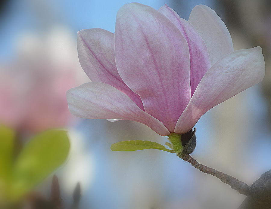 Magnolia Flower III Photograph by Joan Han