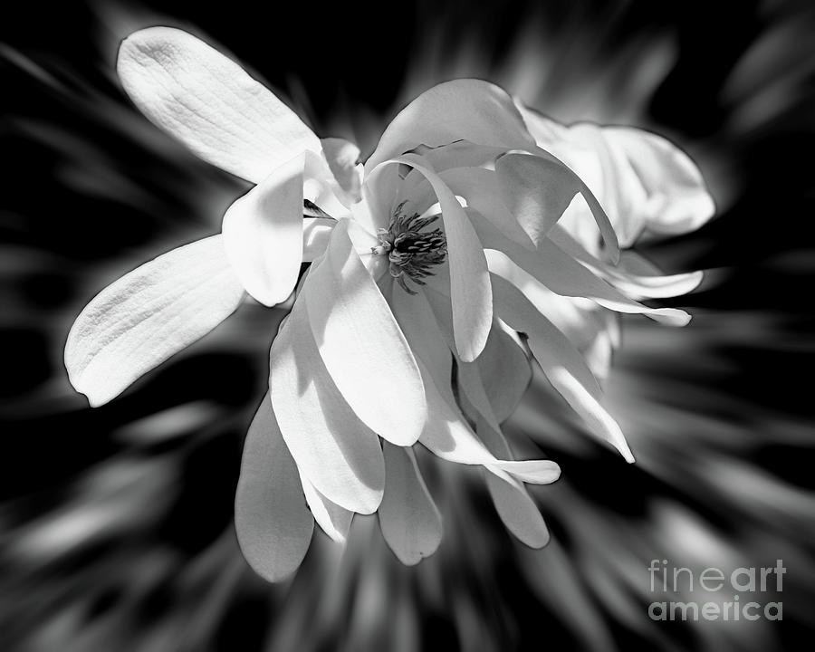 Magnolia Flower In Black And White Photograph by Smilin Eyes Treasures