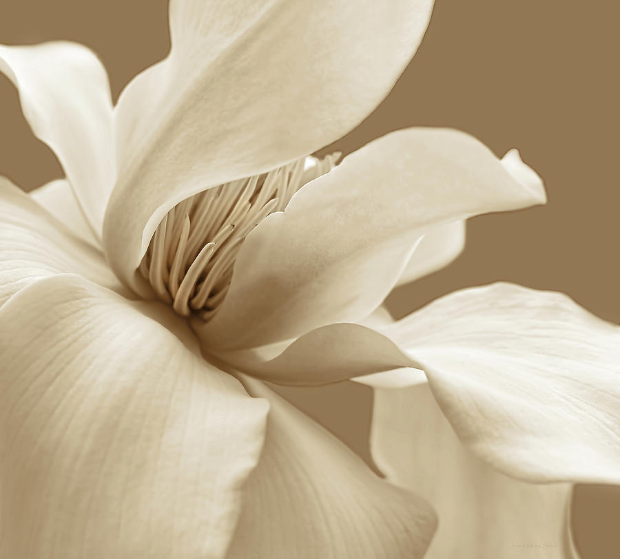 Magnolia Flower in Sepia One Photograph by Jennie Marie Schell