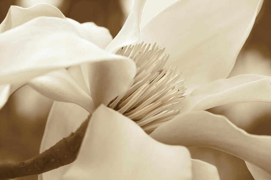 Magnolia Flower in Sepia Three Photograph by Jennie Marie Schell
