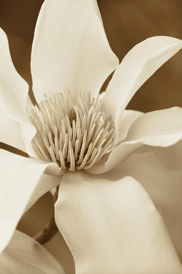 Kobus Magnolia Flower in Sepia Two Photograph by Jennie Marie Schell