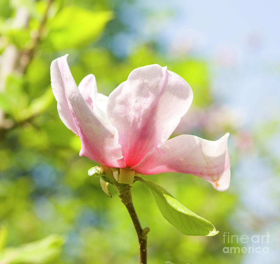 Magnolia flower Photograph by Irina Afonskaya