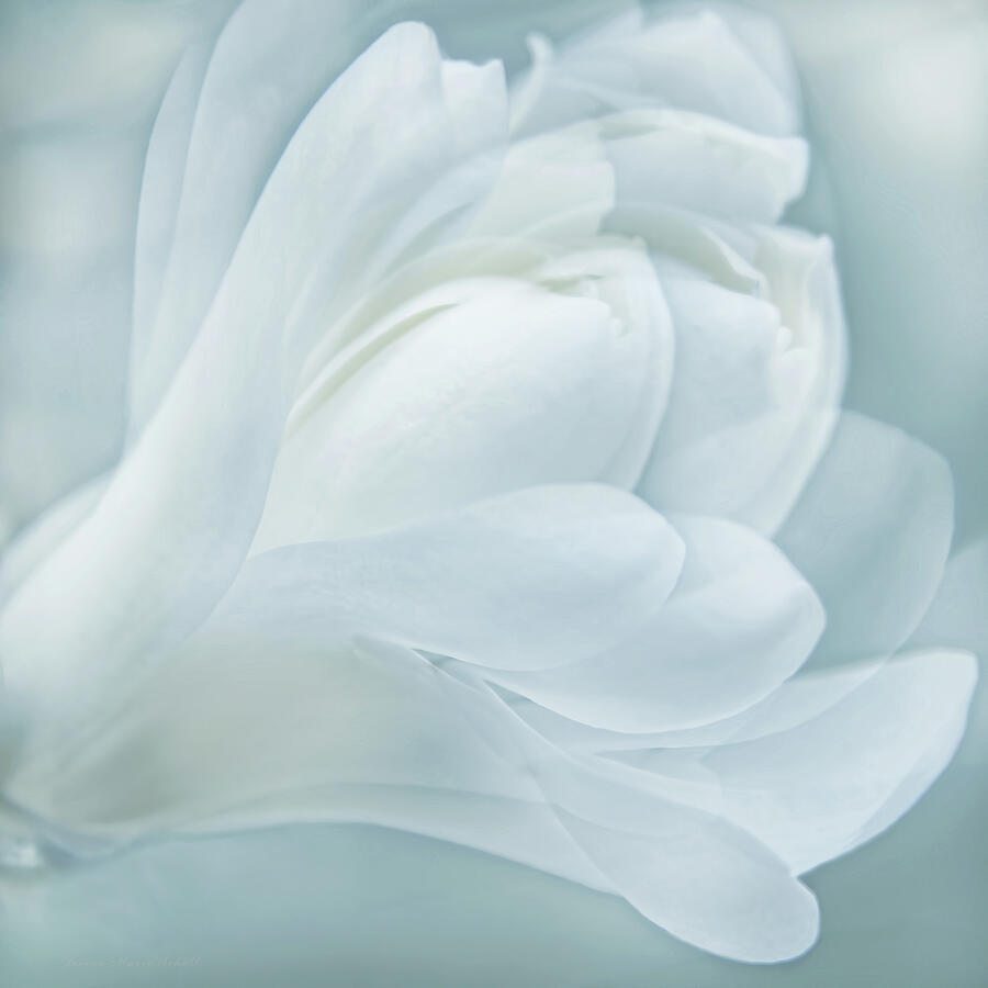 Softness of a Aqua Blue Magnolia Flower Photograph by Jennie Marie Schell