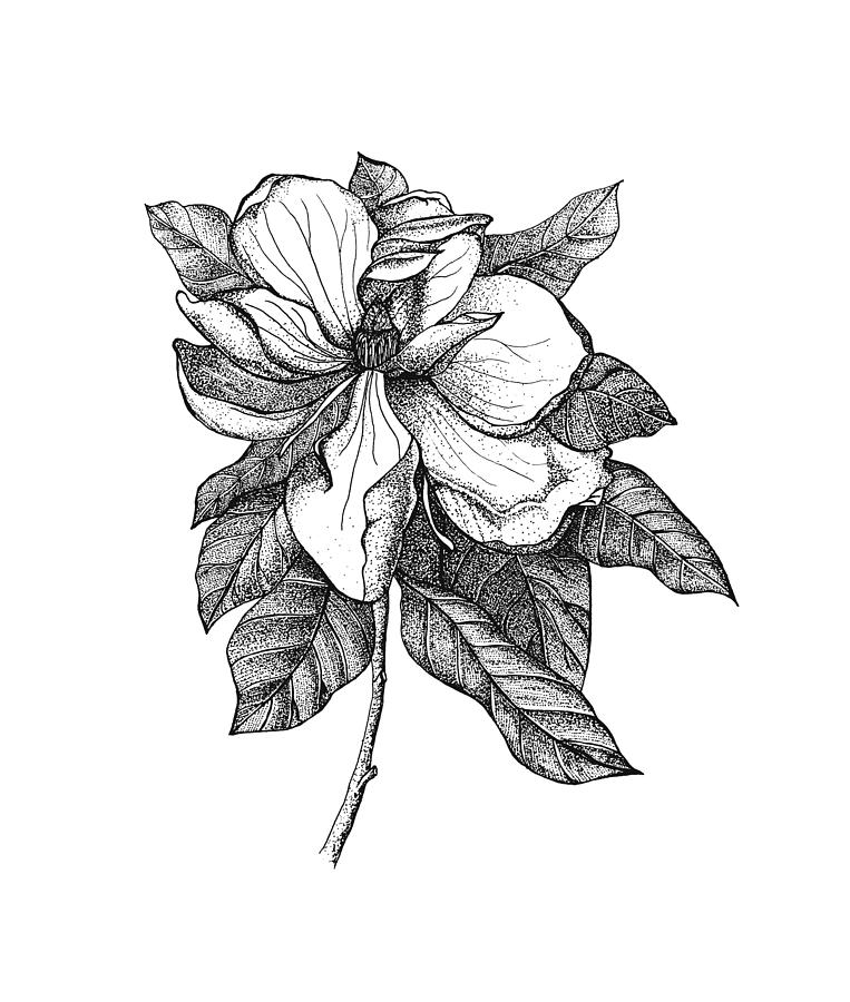 Magnolia flower Drawing by Jessica Mileur | Fine Art America