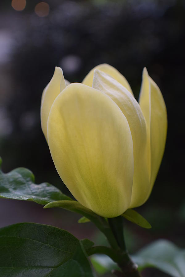 Magnolia Flower Photograph by Jimmy Chuck Smith