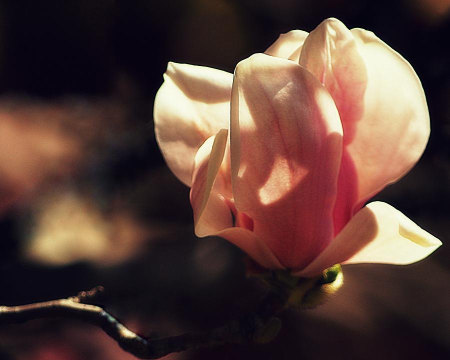 Magnolia Flower Photograph by Joan Han