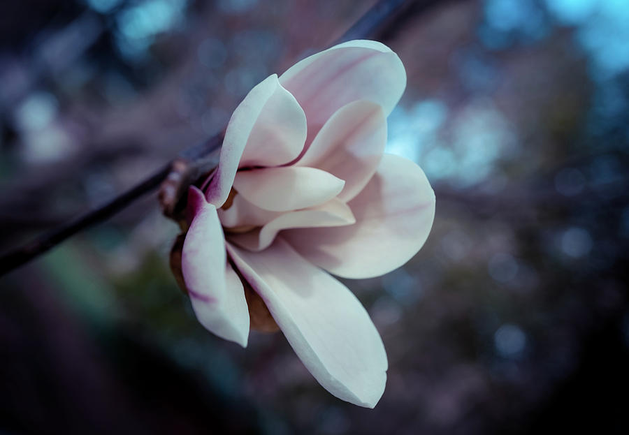 Magnolia flower Photograph by Lilia S