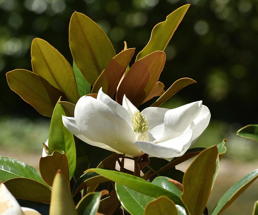 Magnolia Flower Photograph by Linda Brody