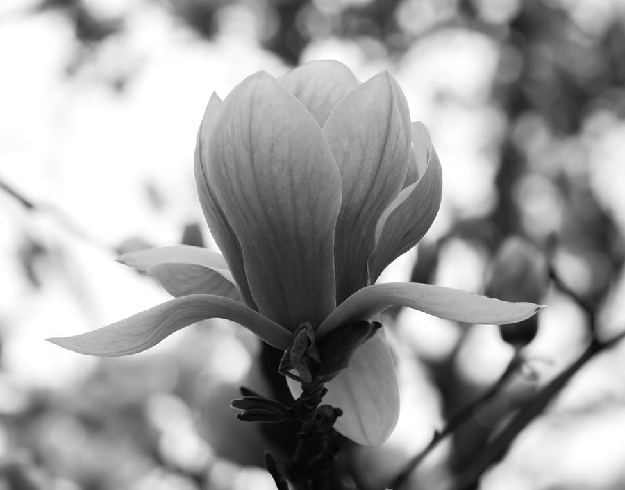 Flowers Still Life Photograph - Magnolia Flower by Olga Photography