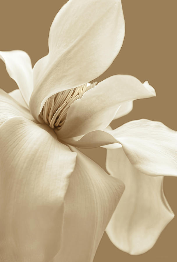 Kobus Magnolia Flower Sepia Photograph by Jennie Marie Schell