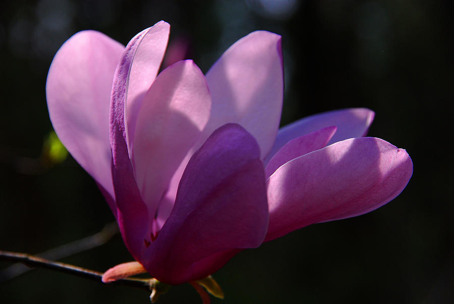 Magnolia Flower Photograph by Susanne Van Hulst