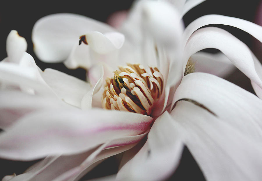 Magnolia Flower Photograph by Trina Ansel