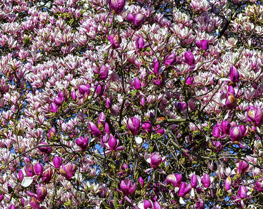 Magnolia flowers background Photograph by Elenarts - Elena Duvernay photo