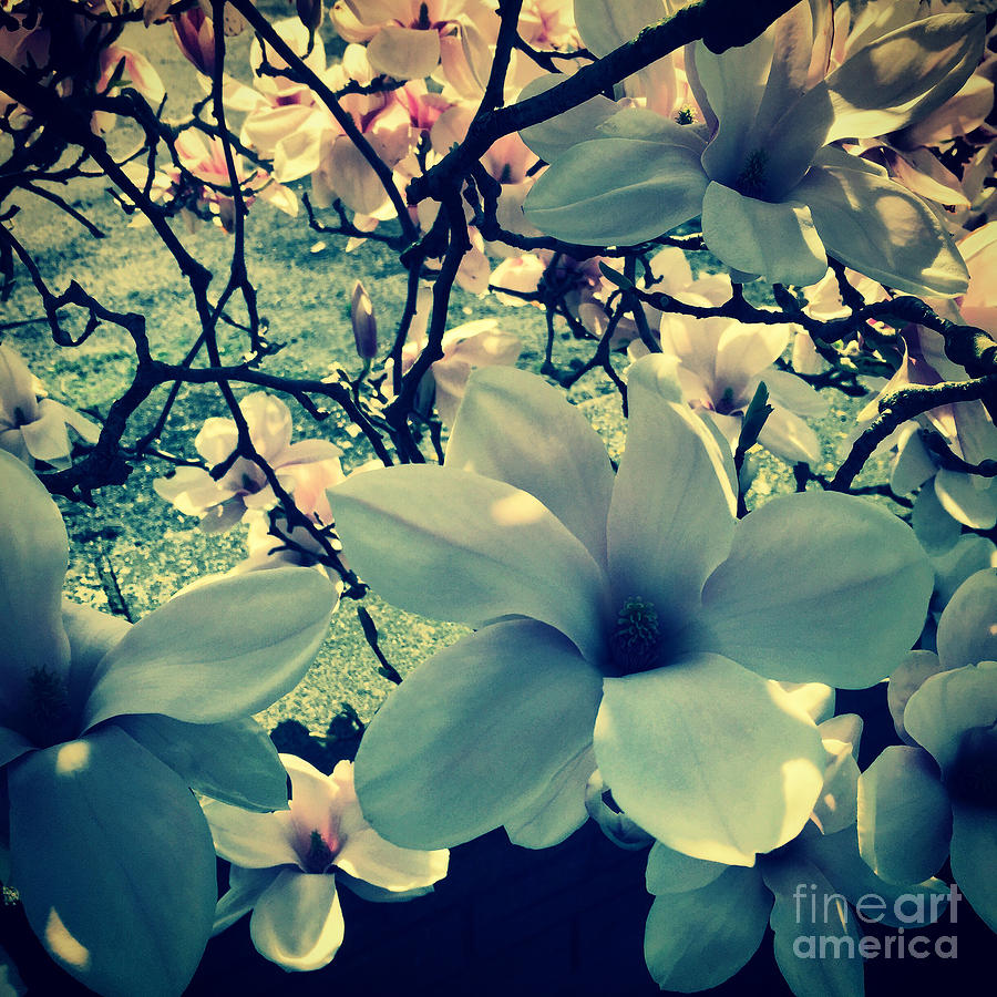 Magnolia Flowers Design Photograph