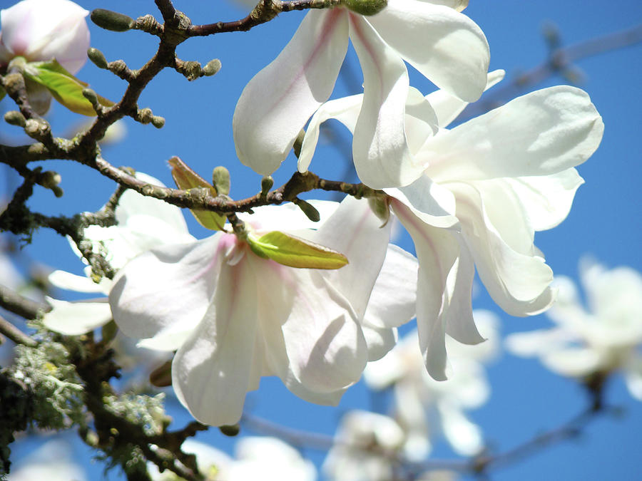 Magnolia Movie Photograph - Magnolia Flowers Floral art Spring Flowering Tree Baslee Troutman by Patti Baslee