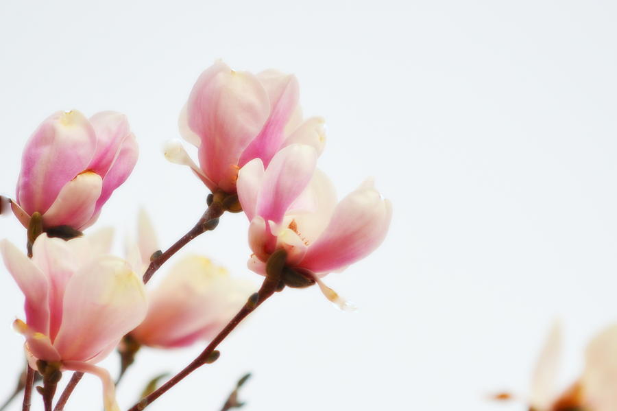Magnolia Flowers I Photograph by Joan Han