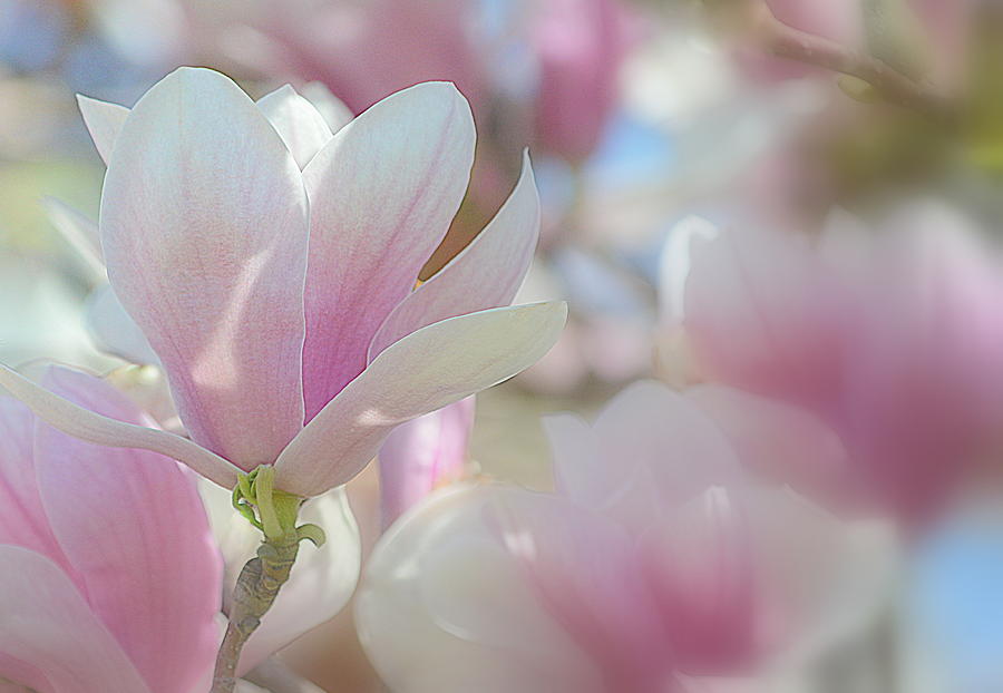 Magnolia Flowers II Photograph by Joan Han