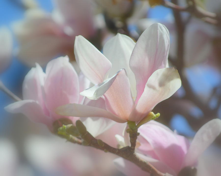 Magnolia Flowers III Photograph by Joan Han
