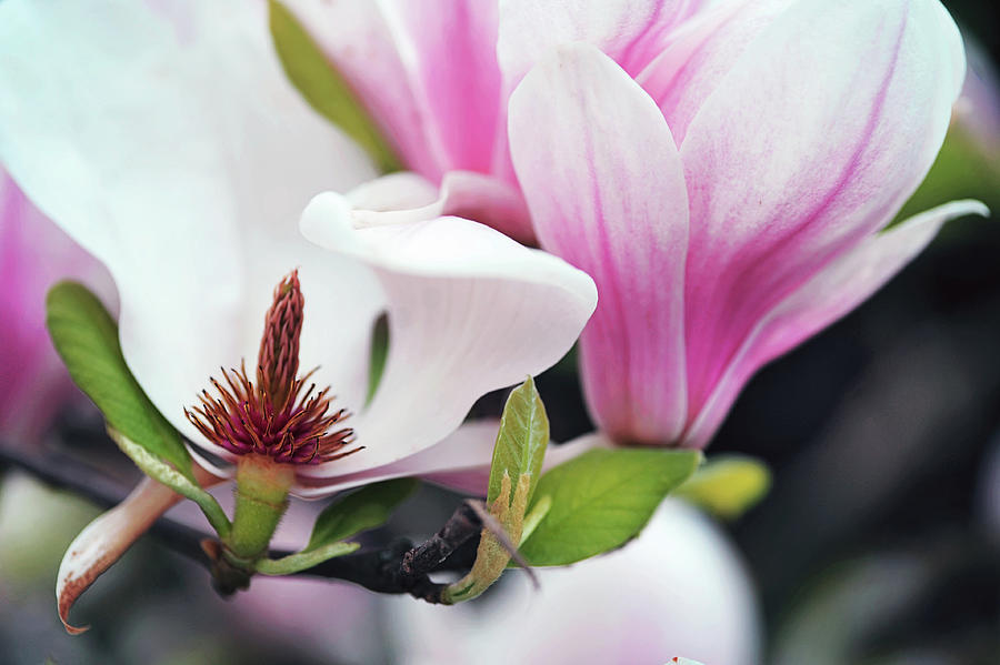 Magnolia Flowers  Photograph by Jenny Rainbow