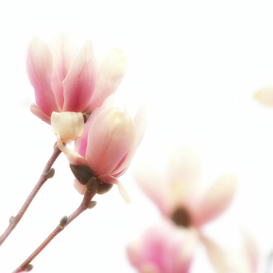 Magnolia Flowers Photograph by Joan Han