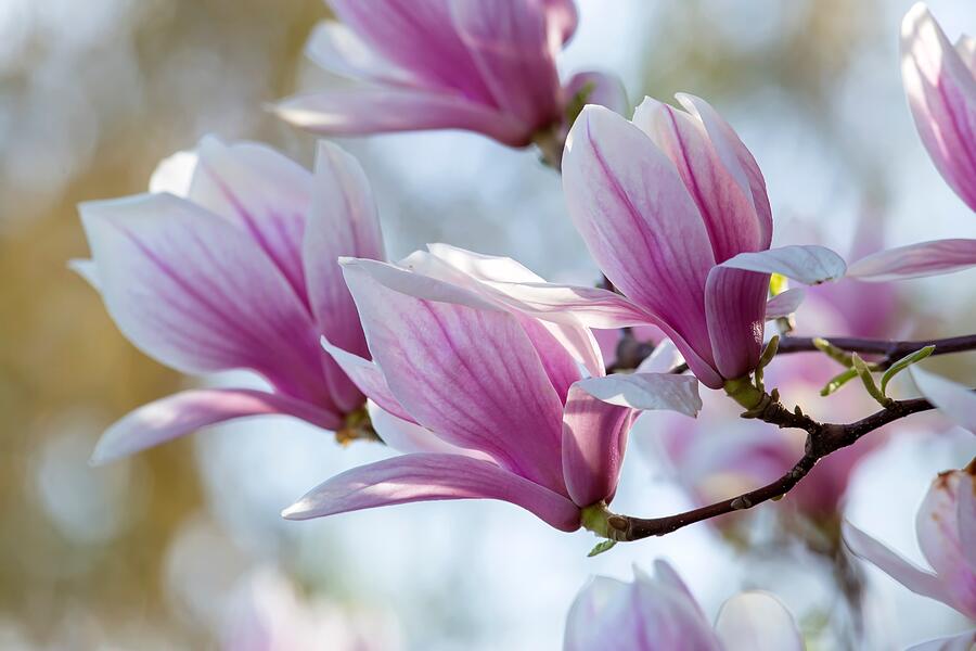 Magnolia flowers Photograph by Lynn Hopwood